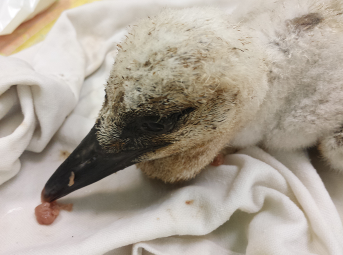 baby_storch2.png