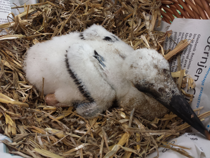 baby_storch3.png
