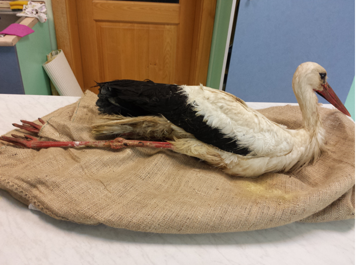 storch_broken_leg.png